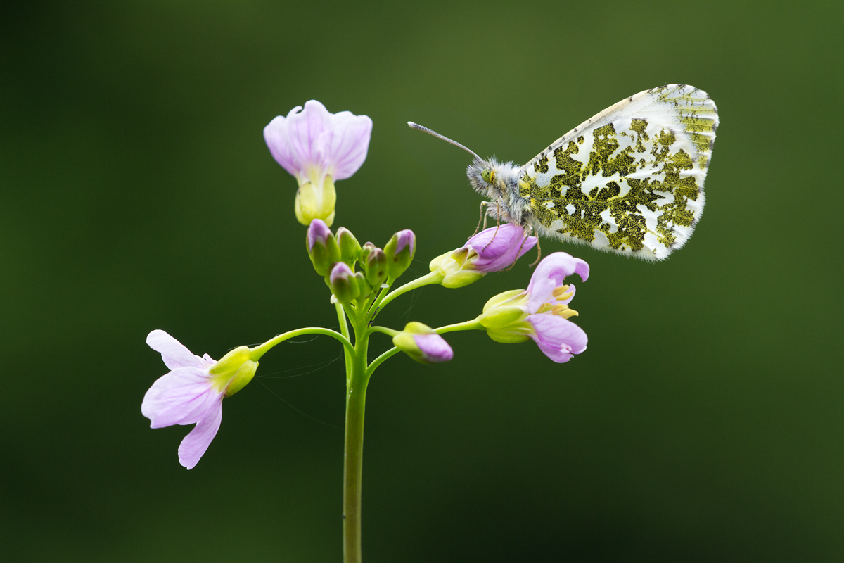 Orange Tip 5